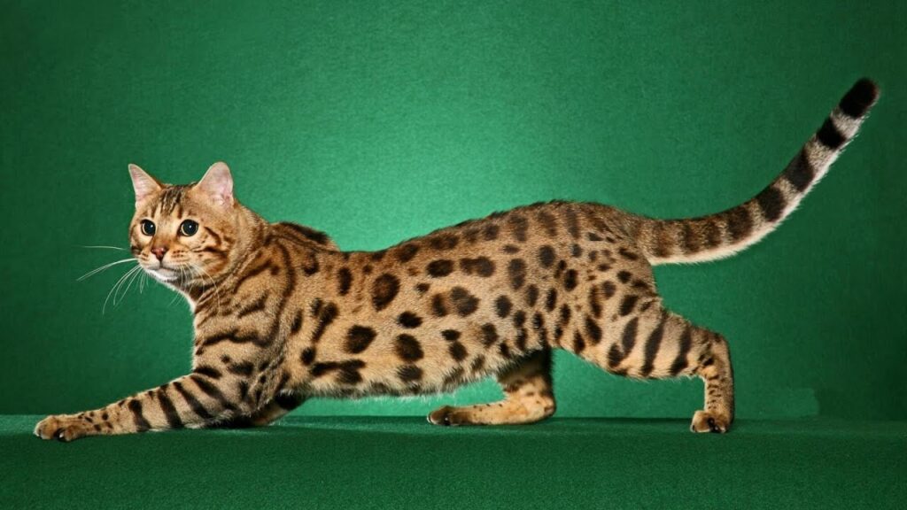 The 10 smartest cat breeds that are easy to train! Top 10 easy to train cat breeds! 10 most intelligent cat breeds! Top 10 smartest cat breeds! Who is the smartest cat in the world? 10 smart and trainable cat breeds. 10 of the most intelligent cat breeds in the world! The 10 smartest cat breeds that are equally cute and clever!